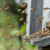 Loša kontrola provedenih edukacija rukovanja pesticidima zabrinjava pčelare