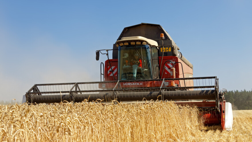 Unatoč manjim površinama, ukrajinska žetva premašit će prošlogodišnju?