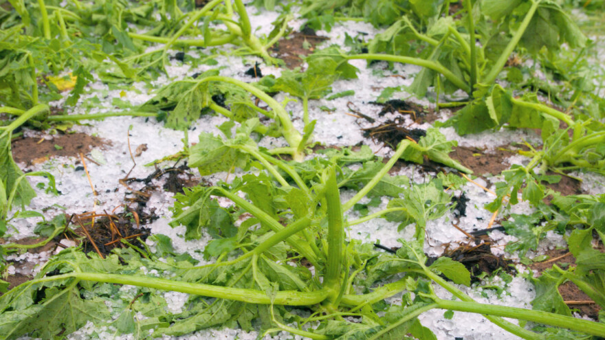 Dejstvo protivgradne zaštite - 70 odsto, potrebne i mreže i osiguranje