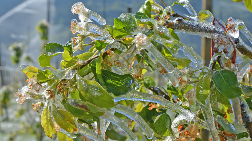 Dva su tipa mraza - kako zaštiti biljke?
