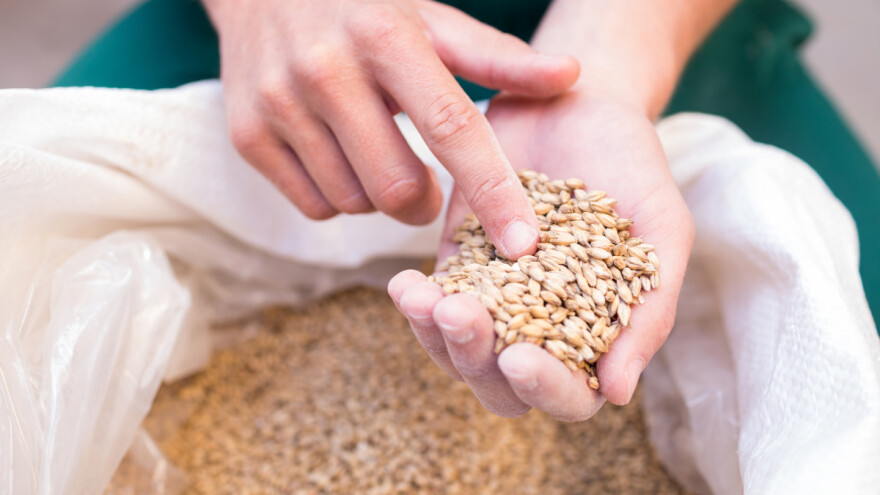 Cijene pšenice će skočiti za trećinu ako se ruski izvoz prepolovi?