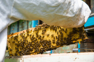 Potvrđen slučaj američke gnjiloće pčela u graničnom području Mađarske s Hrvatskom