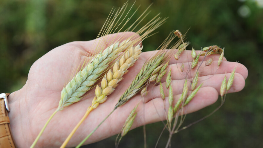 Nove genomske tehnike u EU - slijedi bitka oko uređivanja gena?