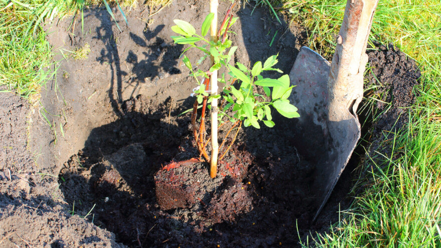 Prilikom sadnje trajnica obavite gnojidbu s četiri osnovna hraniva