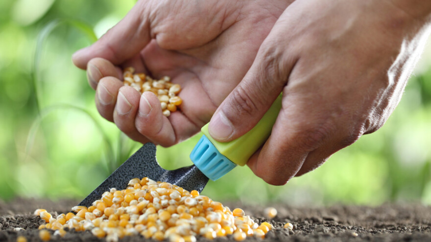 Suša će nas sve češće pogađati, koje sorte kukuruza i soje sijati?
