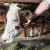 Skupi lijekovi i veterinari tjeraju stočare da sami liječe stoku?