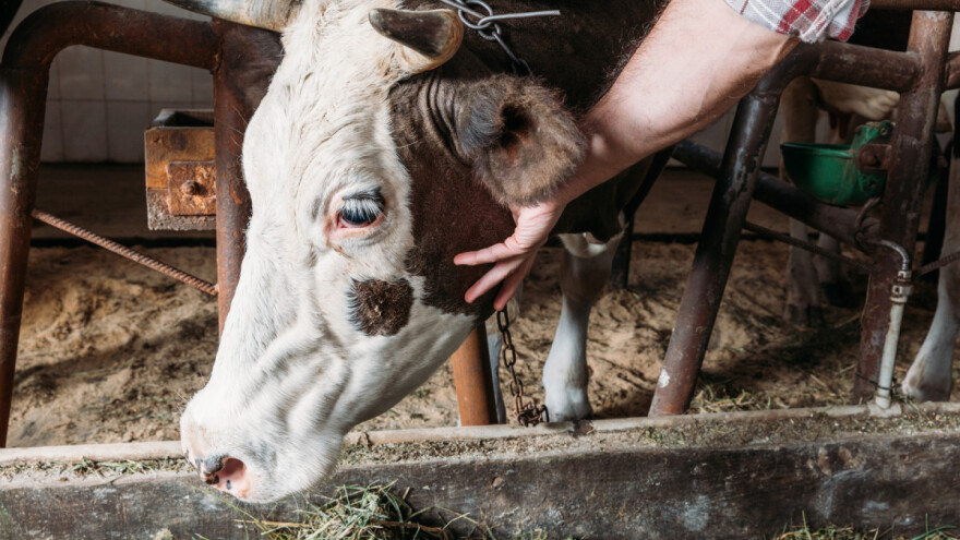Skupi lijekovi i veterinari tjeraju stočare da sami liječe stoku?