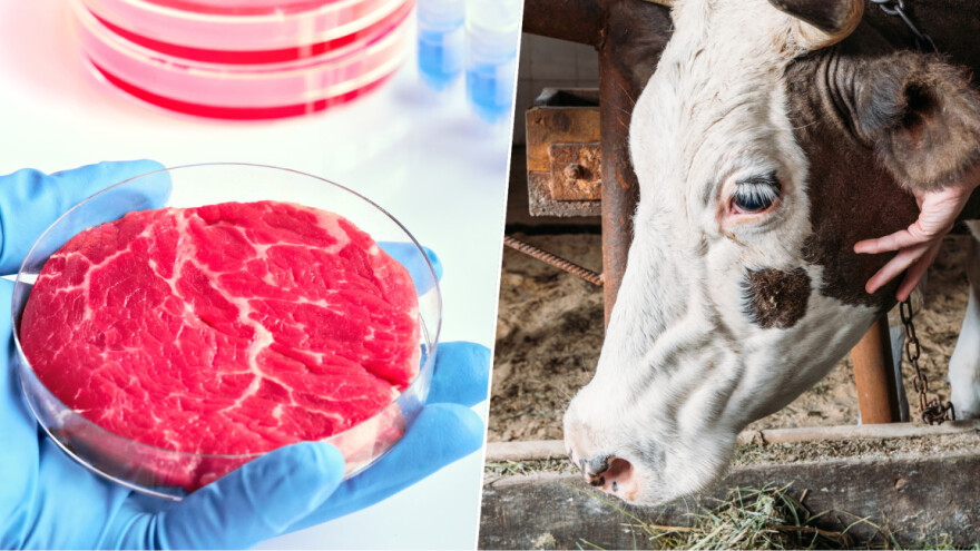 Ko se boji Gatesa još? Odlazi li u povijest stočarstvo kakvo danas poznajemo?