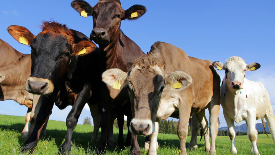 Proizvođači tovne junadi traže hitnu isplatu 60 milijuna kuna