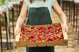 100 posto zaštićen EU farmer? Na snazi nova pravila za nepoštene trgovce