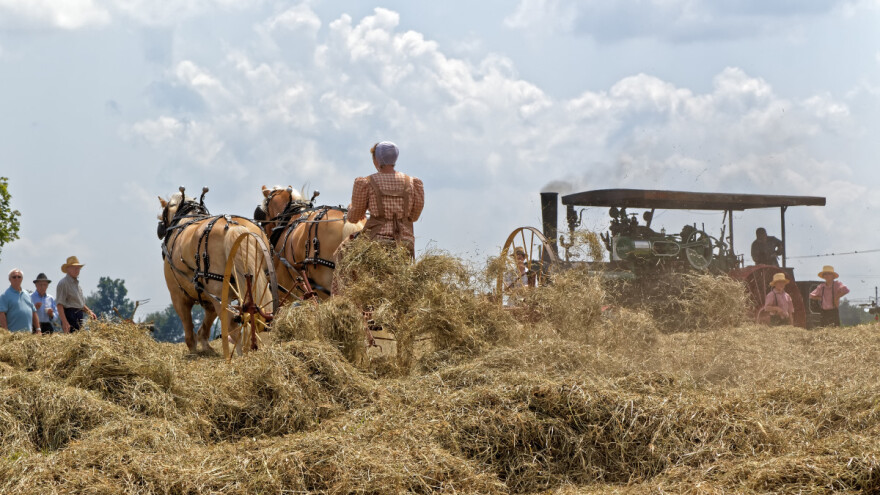 Vršidba pšenice s konjima - ne propustite prikaz kako se to nekada radilo