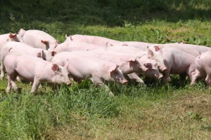 U požaru izgorelo više od 55.000 krmača i prasića