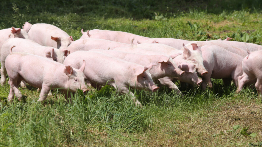 U požaru izgorjelo više od 55.000 krmača i praščića