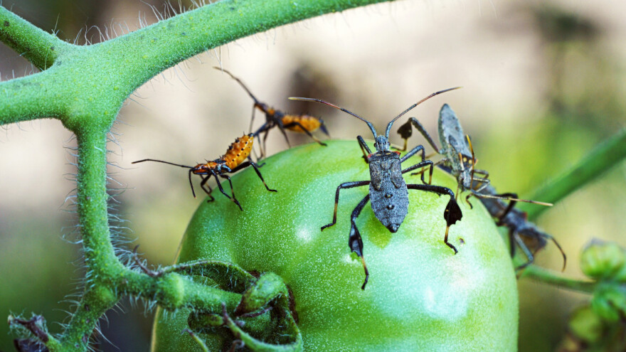 Pomoću gena mesožderki žele stvoriti otporne sorte rajčice i duhana