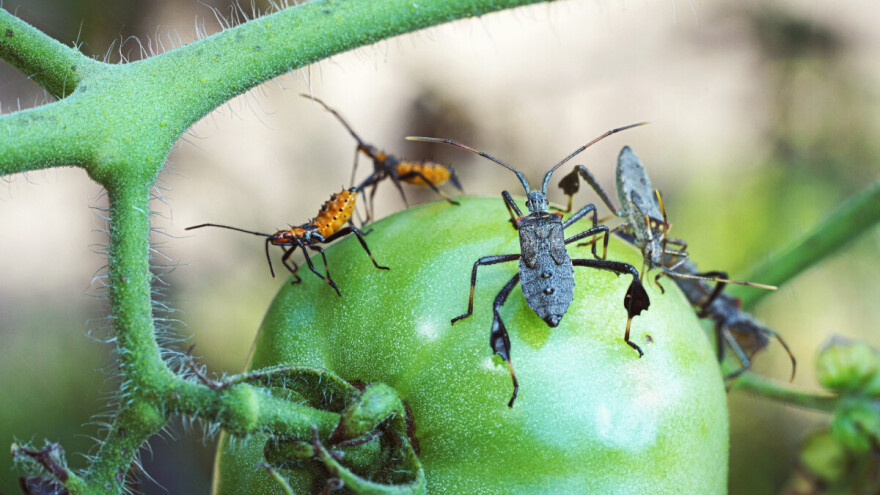 Više insekata i bolesti u biljnim kulturama donijele klimatske promjene - edukacija ključna