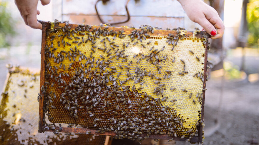 Mladi pčelari vjeruju da pčelarenje kod nas ima perspektivu