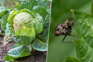 Kupusna muva: Visok nivo rizika - kako je sprečiti?