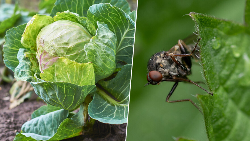 Kupusna muha: Visok nivo rizika - kako je spriječiti?