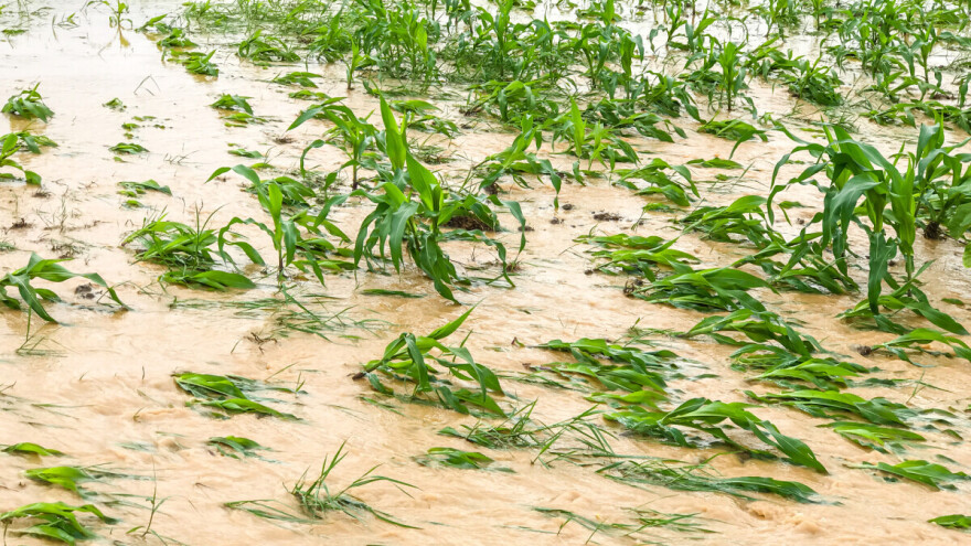 Nevreme za vikend dodatno oštetilo pšenicu i kukuruz