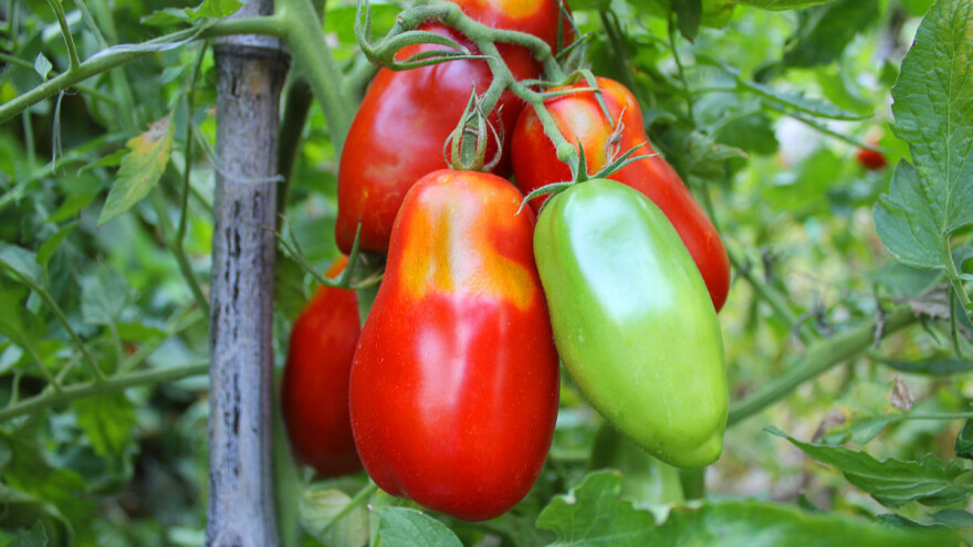 Na tržište stiže nova aktivna materija insekticidnog delovanja