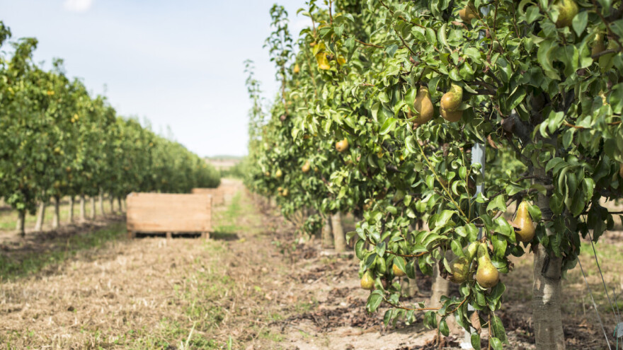 Potaknite organski život tla Unimer gnojivima i Mikorizom te ostvarite potporu u IAKS mjeri 10