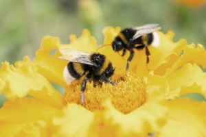 Interakcija sa insektima ubrzava evoluciju biljaka