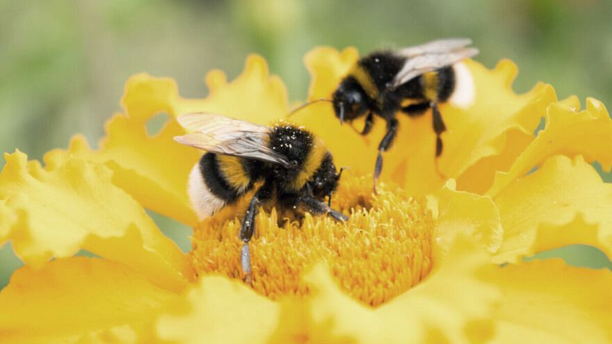 Interakcija sa insektima ubrzava evoluciju biljaka