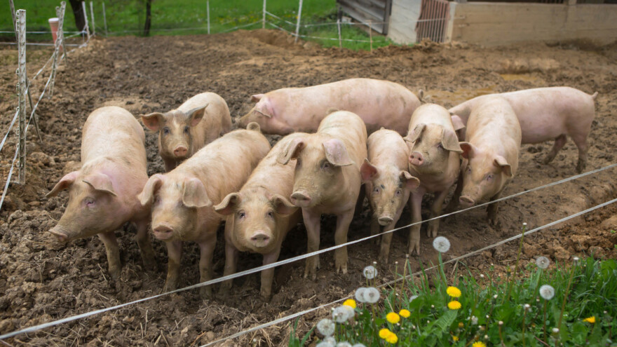 Za izgradnju ili rekonstrukciju malih klaonica 20 milijuna kuna