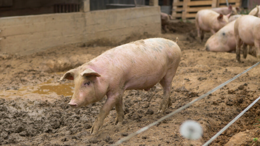 Afrička kuga svinja ponovo u Pirotu - zaraženo selo Orlja