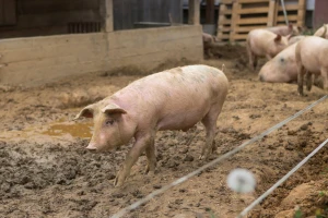 Afrička kuga svinja i u Zaječaru - na farmi u blizini granice sa Bugarskom