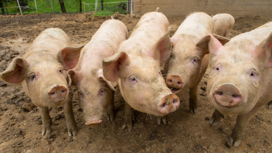 Svinje pozitivno reaguju na muziku, jedan žanr ne vole