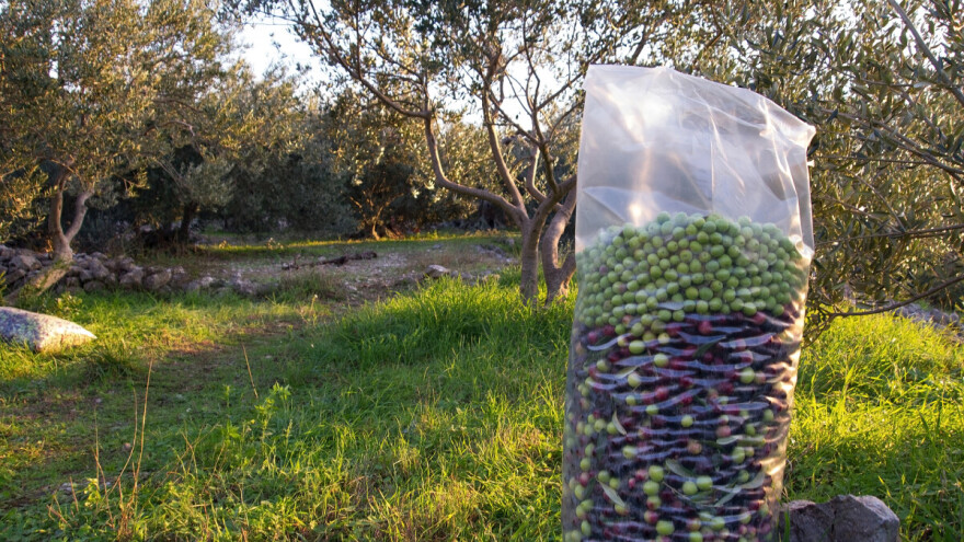 Zašto je važna drača u masliniku
