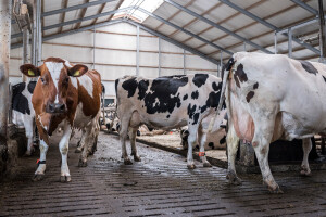 Na referendumu odbacili inicijativu o boljim uvjetima za životinje na farmama