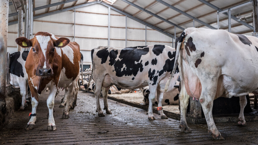 Na referendumu odbacili inicijativu o boljim uvjetima za životinje na farmama
