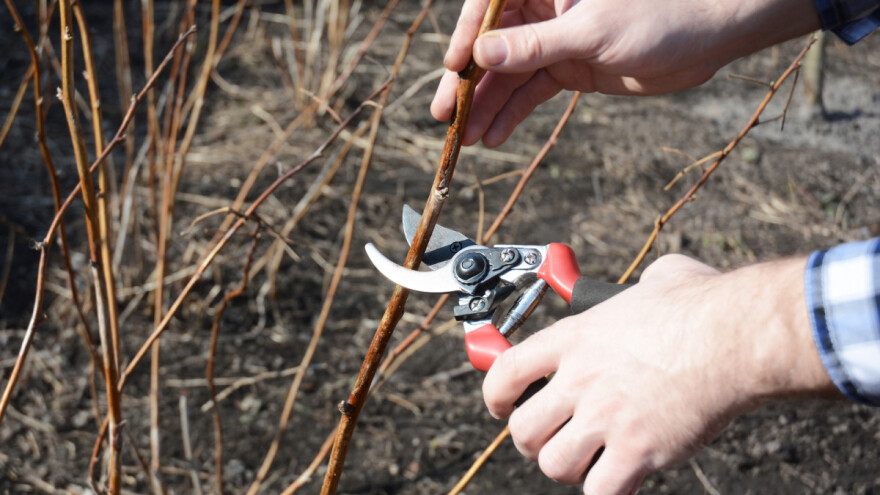 Uklanjanje prve serije mladih izdanaka i obrada zemljišta u zasadima maline