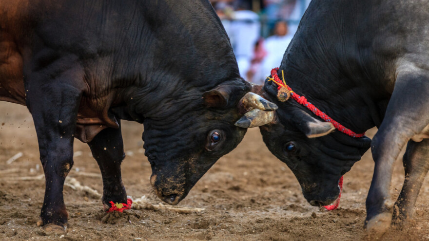 U BiH se gradi savremena arena za borbe bikova