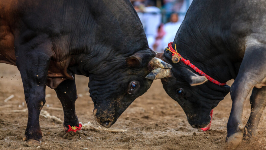 Čevljanska korida je najveća na Balkanu - ove godine brine o ekologiji