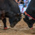 U BiH se gradi savremena arena za borbe bikova