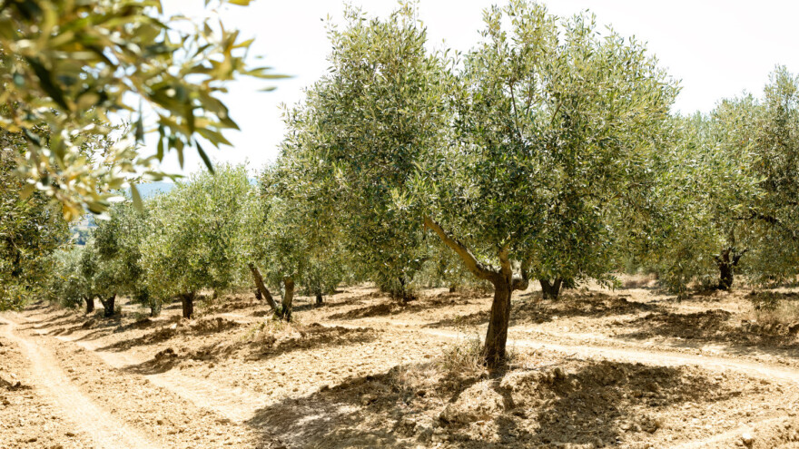 Što su starije, masline imaju veću potrebu za vodom. Koje su obaveze u srpnju u masliniku?