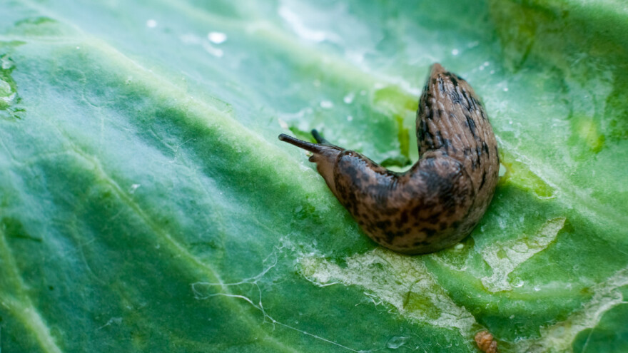 Puževi golaći ozbiljna su pretnja poljoprivredi, koje su mogućnosti biološke kontrole?