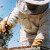 Povećani su iznosi potpora u sektoru pčelarstva, u tijeku je javno savjetovanje