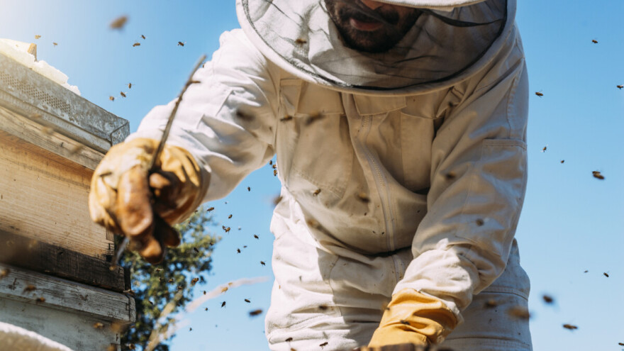 Povećani su iznosi potpora u sektoru pčelarstva, u tijeku je javno savjetovanje