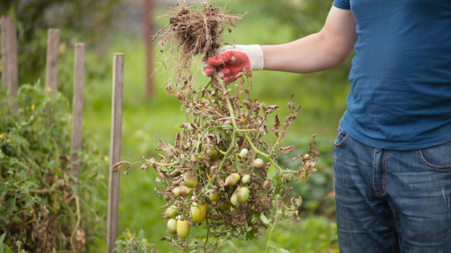 Paradajz slabo rađa i suši se - možda su nematode?