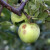 Čačak pogodio grad - oštećen rod jabuka