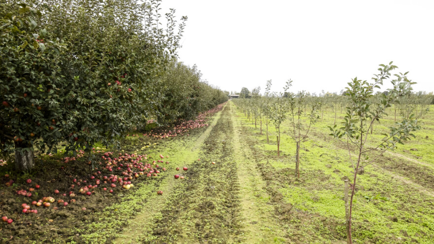 Vrijeme je za osnovnu gnojidbu mladih voćaka i maslinika kao i onih u rodu