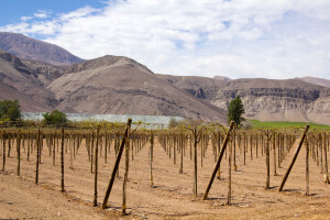 Uzgoj vinove loze u pustinji pomaže u borbi s klimatskim promjenama?