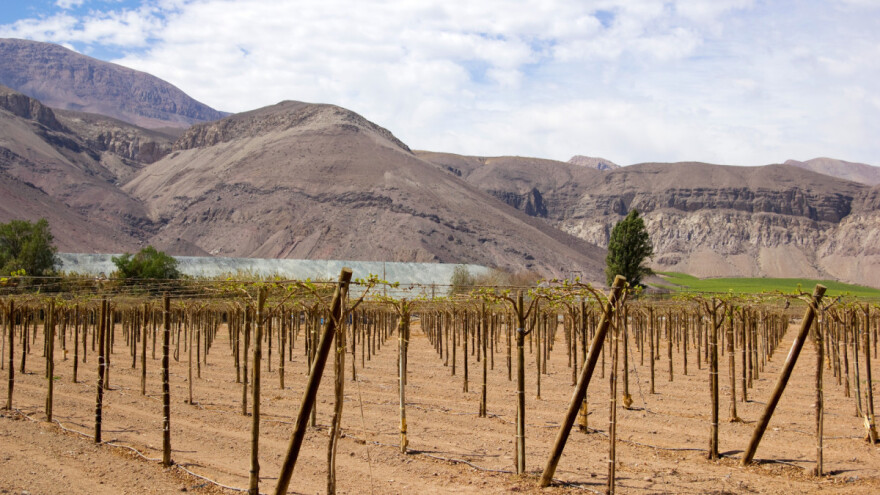 Uzgoj vinove loze u pustinji pomaže u borbi s klimatskim promjenama?