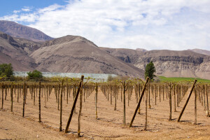 Uzgoj vinove loze u pustinji pomaže u borbi s klimatskim promjenama?