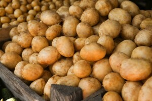 Stiže rani egipatski krumpir - tko ga najviše uvozi?