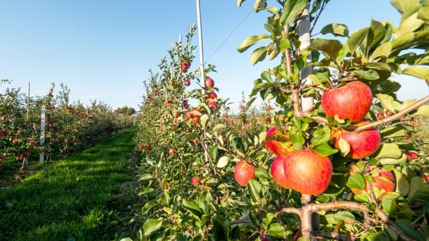 Ne izostavite folijarnu gnojidbu nasada nakon berbe, a prije opadanja lišća